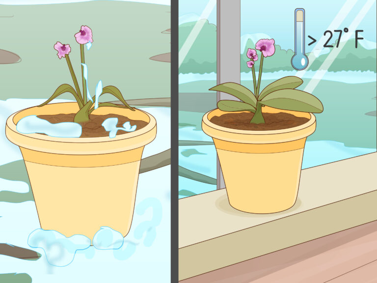 How to : How to Revive an Orchid Plant