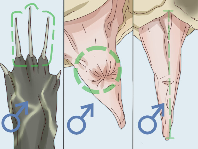 How to : How to Tell If a Turtle Is Male or Female