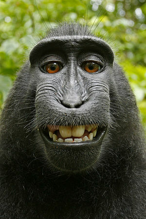 Why a Monkey Selfie Is a Precursor to a Primate Uprising