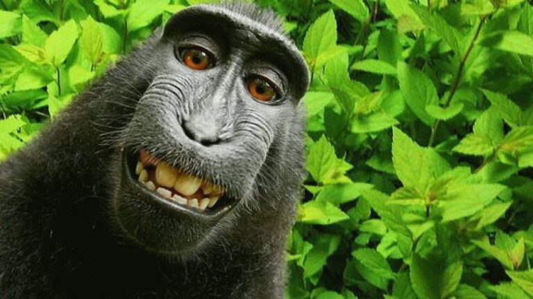 ‘Monkey Selfie’ Case (Finally) Dismissed