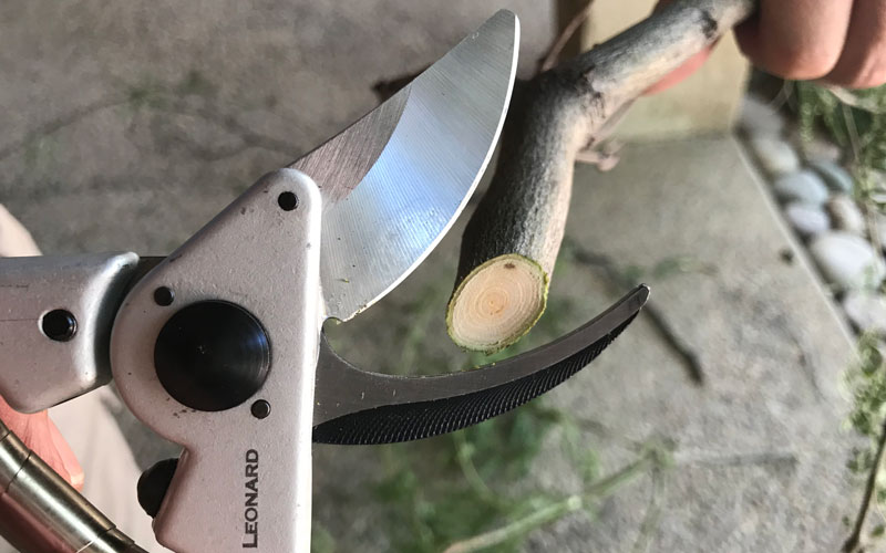 AM Leonard Bypass Pruner cutting wood