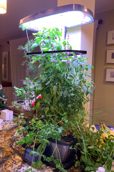 Aerogarden full harvest