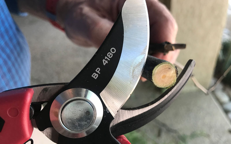 Corona 4180 Pruner cutting branch