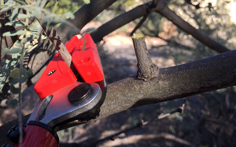 Corona Long Reach Pruner stub cut