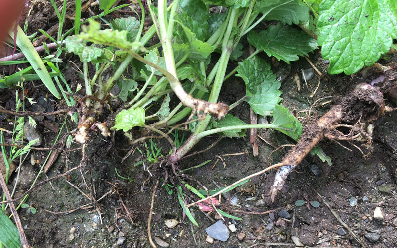 Corona-WeedSLAYER-weeds-broken-off