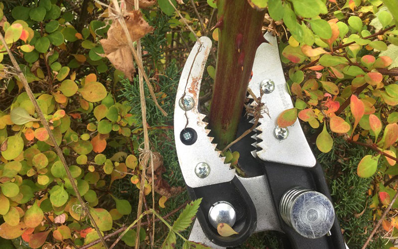 Fiskars Cut and Grab Loppers with the blackberry bush