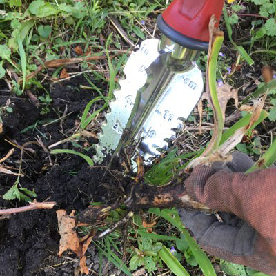 Garden Weasel digging up plant
