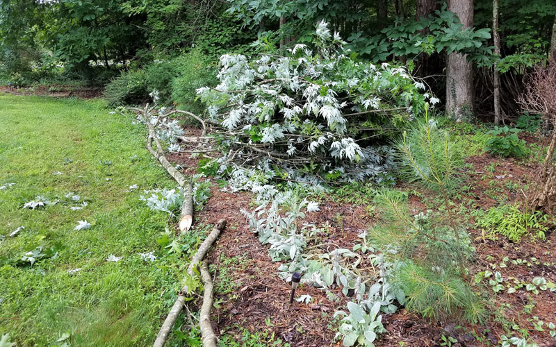 Photo-7-In-no-time-I-had-a-tidy-pile-of-branches.-By-the-time-I-finished,-I-had-six-piles