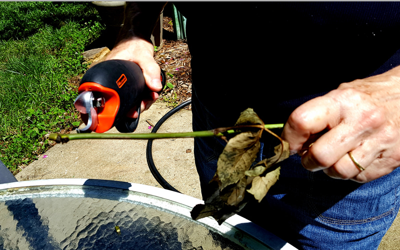 Black & Decker’s cordless pruner model BD1168 testing pruners