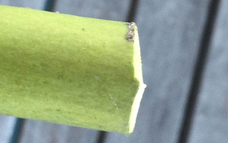 Pruning-cut-with-A.M.-Leonard-Double-Cut-Pruners