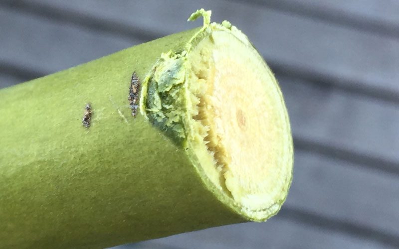 Pruning-cut-with-bypass-pruners