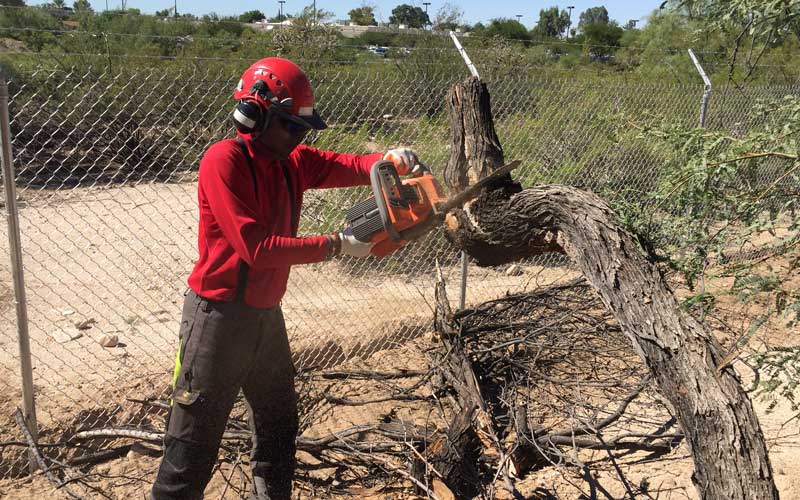 Redback Chainsaw cutting