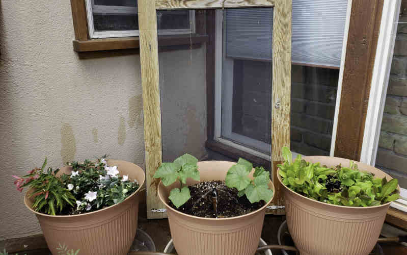 daisy rain sprinkler pots happy and healthy plants