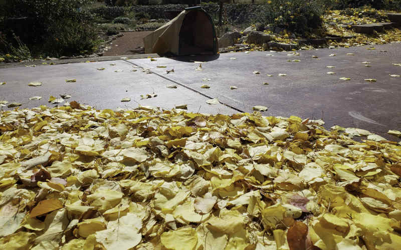 Leaf Gulp at the edge of patio