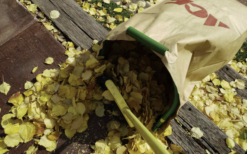 Sweeping leaves into Leaf Gulp