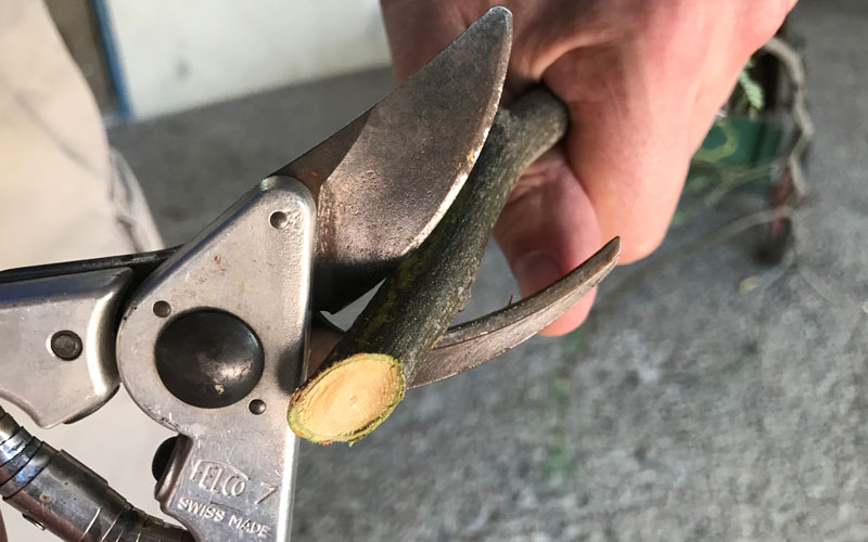 Felco 7 fine pruning cut