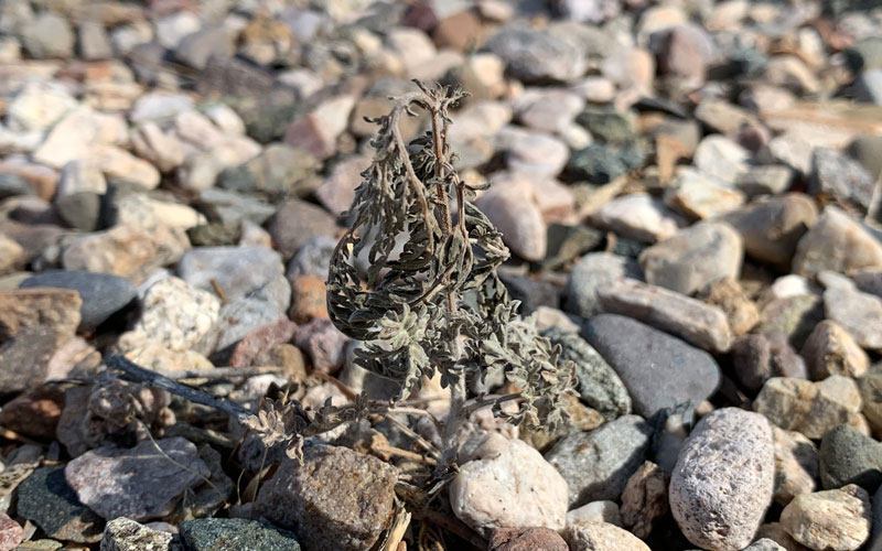 FreedomWeeder-killing-small-weeds