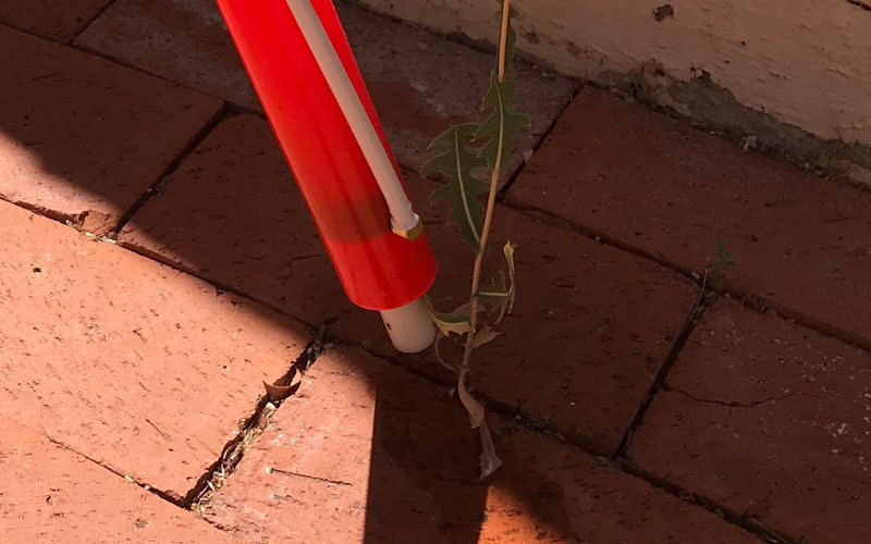 FreedomWeeder-tip-applicator-on-large-weed