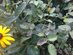Black spot on roses