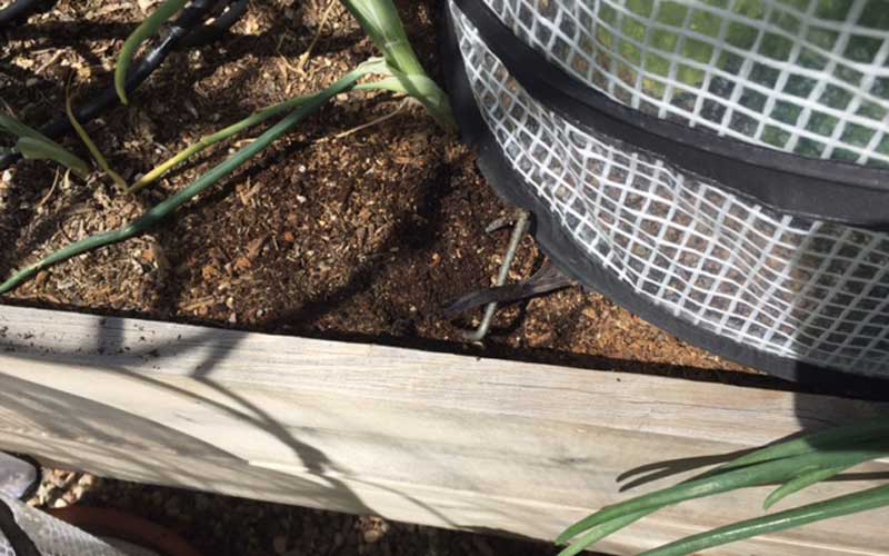 earth staples holding pop-up accelerator