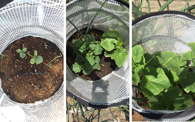 cukes in pop-up accelerator
