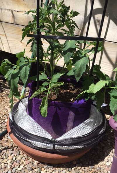 pop-up accelerator and grow bag