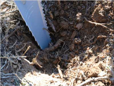 digging thru roots with Root Assassin shovel