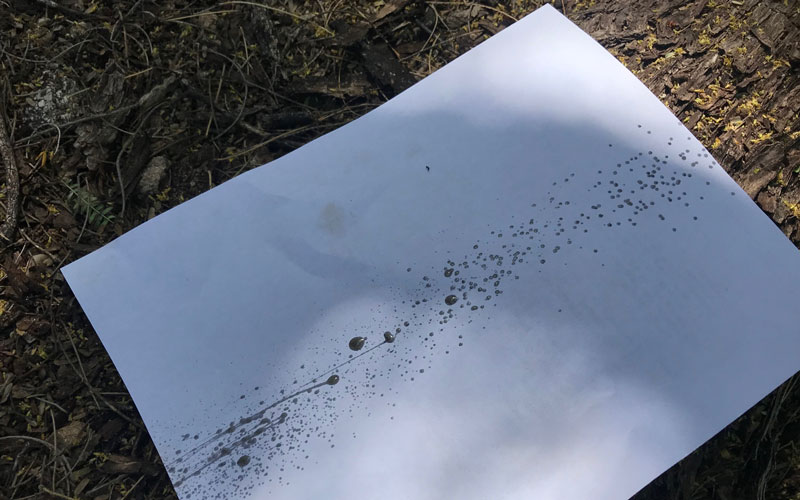 WORX-Cordless-Pole-Chainsaw-automatic-oiler-spray-on-paper