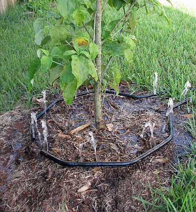 The Waterhoop efficiently waters around the entire tree or shrub.